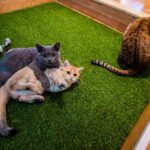 Museo di Gatti di Budapest